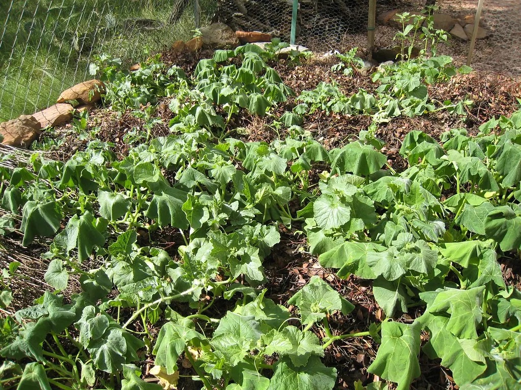 Growing under cover